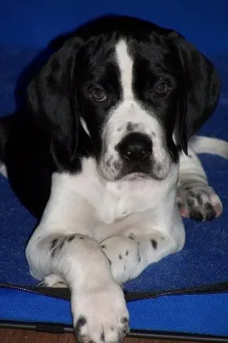 Ace, a black and white Pointer, lying on a blue dog bed