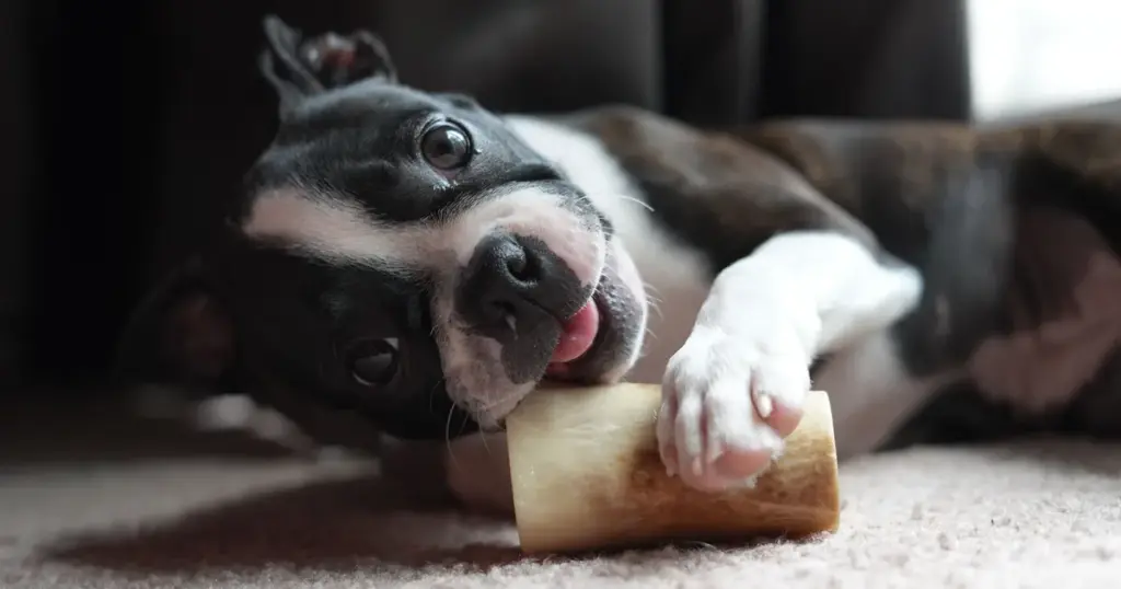 A Boston Terrier lying on a rug, holding a natural bone chew in its paws