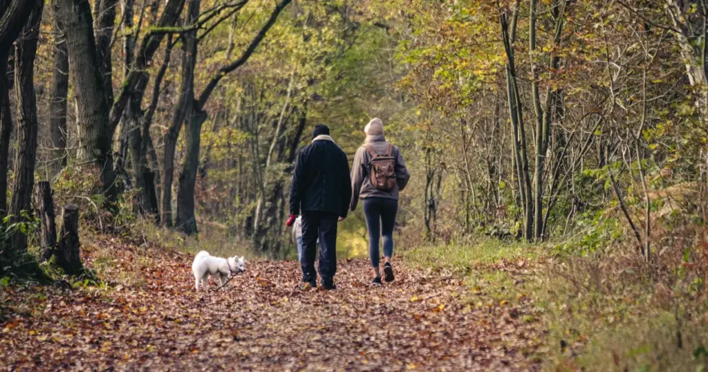 Two people walking a small white dog along a leaf-covered woodland path in autumn