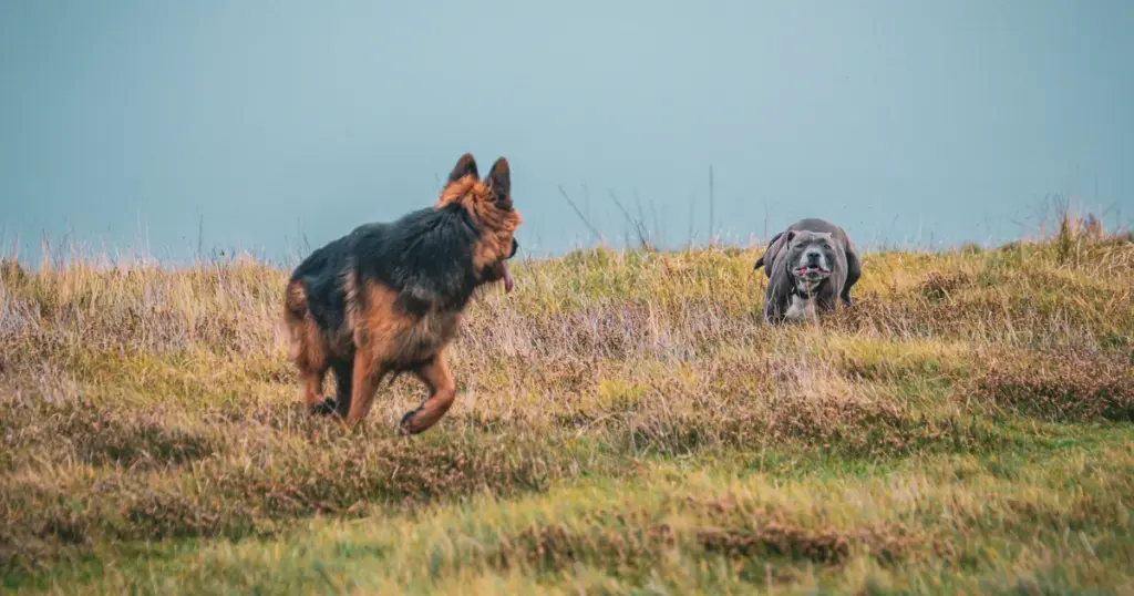 A German Shepherd and a grey dog playing on a grassy meadow under a soft blue sky